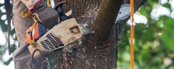 Best Hazardous Tree Removal  in Ramapo College Of New Jersey, NJ