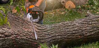 Why Choose Our Tree Removal Services in Ramapo College Of New Jersey, NJ?