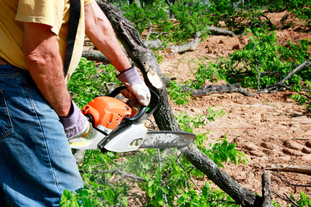 Reliable Ramapo College Of New Jersey, NJ Tree Services Solutions